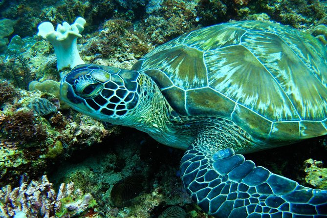 Scuba Diving in Boracay: SSI Basic Diver for Beginners - Should you book SSI Basic Diver in Boracay?