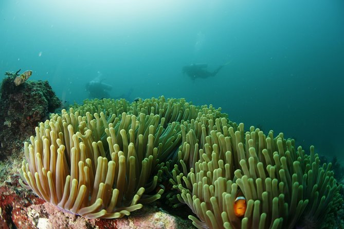 Scuba Diving in Boracay: SSI Basic Diver for Beginners - Boracay waters for your first underwater session