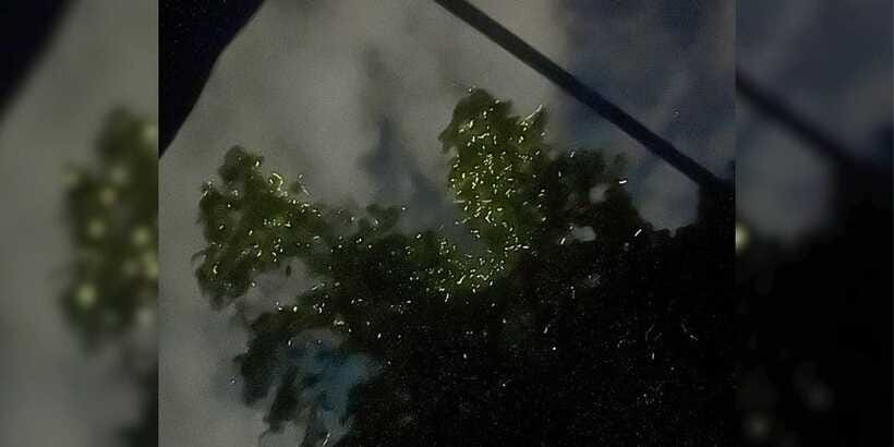 Shared Firefly Watching Cruise on Bohol’s Scenic Loboc River - What the guide and photo assistance actually do for you