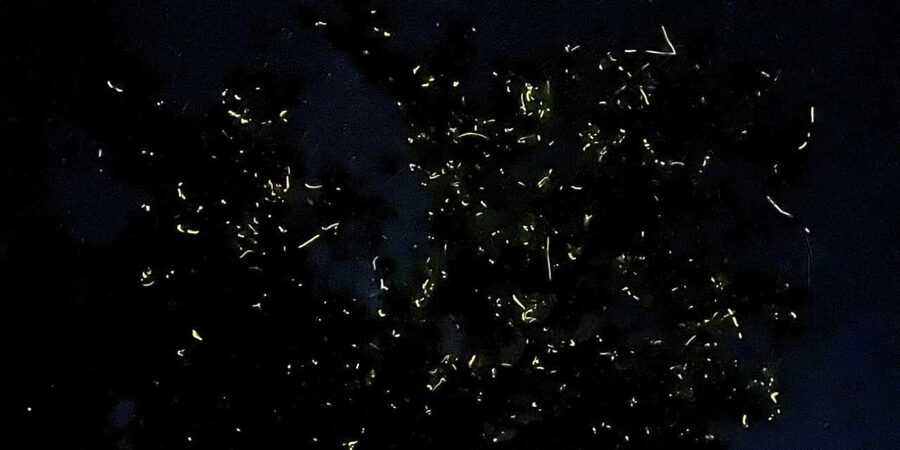 Shared Firefly Watching Cruise on Bohol’s Scenic Loboc River - How the 3-hour schedule really plays out on the ground