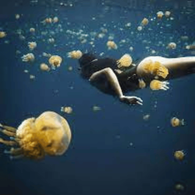Siargao:Sohoton Island Hopping Tour with Jellyfish Sanctuary - Price and value: is $88 a good deal for this route?