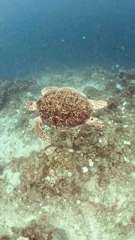Siquijor: Freediving Adventure with Lunch and Beach Time - Caticugan Sanctuary and Staying Comfortable in Clear Water