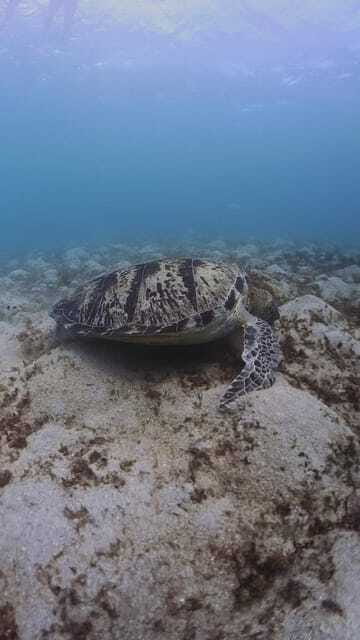 Siquijor: Freediving Adventure with Lunch and Beach Time - Tubod Sanctuary After Lunch, When You Want More Variety