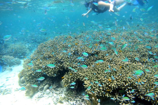 Twin Island Snorkeling Adventure at Hiltungan and Nalsuan - Key Points to Know Before You Go