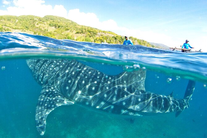 Whale Shark, Canyoneering, Sardines Run and Turtles with Transpo - Key highlights to know