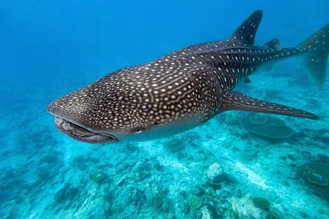 Whale Shark Encounter and Sumilon Sandbar with Kawasan Falls - Kawasan Falls: why up to 3 hours feels worth it