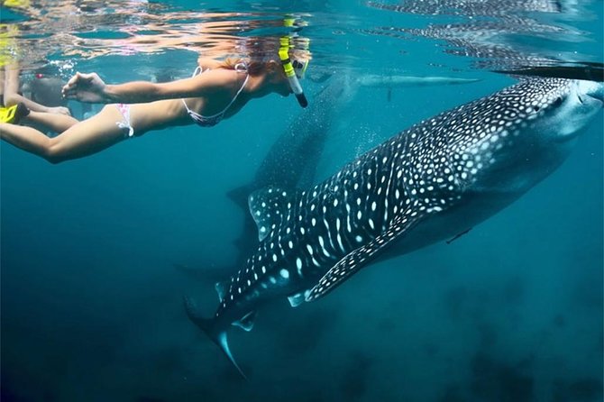 Whale Shark Encounter and Sumilon Sandbar with Kawasan Falls - Guides, driving, and the difference between stressful and smooth