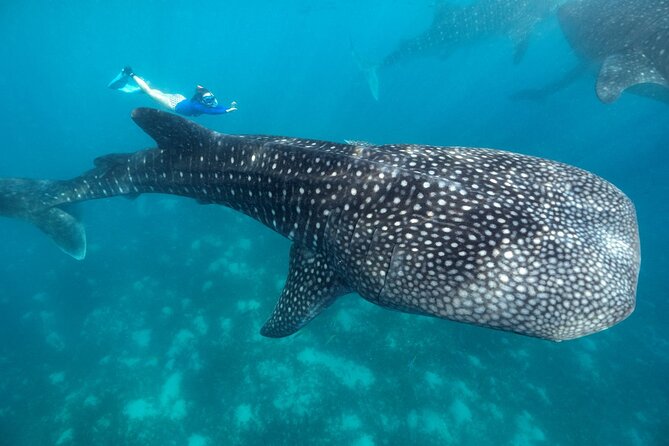 Whale Shark Encounter and Tumalog Waterfalls Tour - Key things to know before you go
