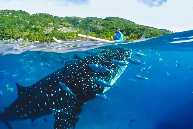 Whale Shark Encounter and Tumalog Waterfalls Tour - The 10-hour schedule: plan your energy like a local