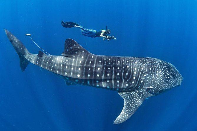 Whale Shark Encounter & Sumilon Sandbar & Canyoneering in Kawasan Falls - A very early Cebu pickup, then four headline stops in one day