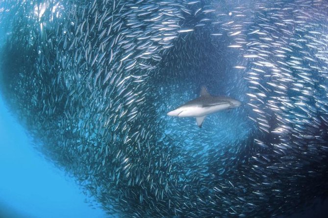 Whale Shark & Tumalog Falls & Sumilon Sandbar & Pescador Island with Sardines - Pescador Island snorkeling: corals, reef swimming, and timing pressure