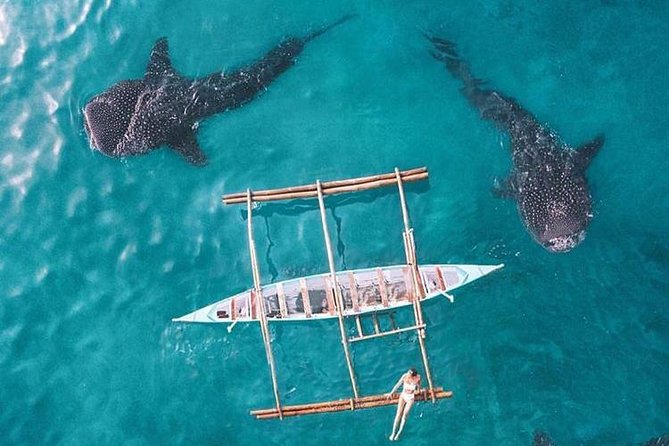 Whale Shark & Tumalog Falls & Sumilon Sandbar & Pescador Island with Sardines - Price and value: why $164 can still feel worth it