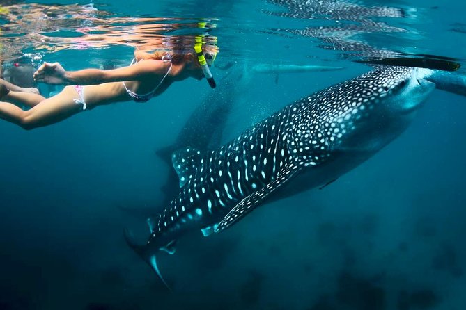 Whale Shark Watching and Sumilon Sandbar Private Tour Package - The 3:30 am Start: How Early It Really Is and Why It Matters
