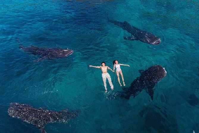 Whale Shark Watching & Tumalog Falls & Kawasan Falls - Key takeaways before you go