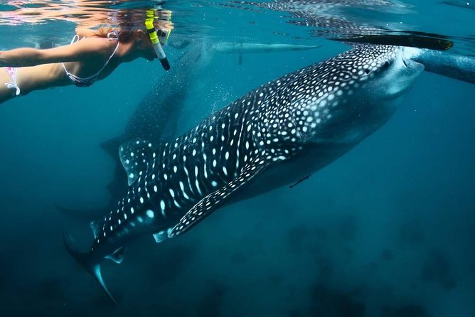 Whale Shark Watching & Tumalog Falls & Kawasan Falls - The 4:00 am start that makes this day trip work