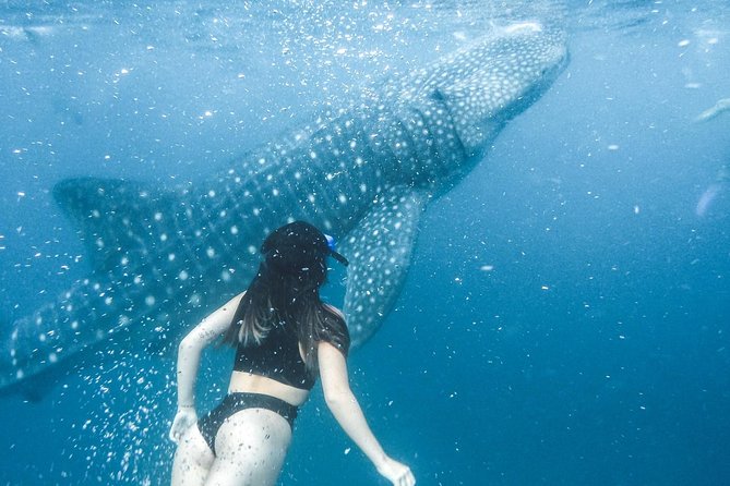 Whale Shark Watching & Tumalog Falls & Kawasan Falls - Kawasan Falls: the most time, the biggest payoff