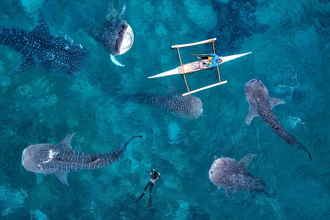 Whale Shark Watching & Tumalog Falls & Kawasan Falls - Oslob whale shark watching: the logistics are handled