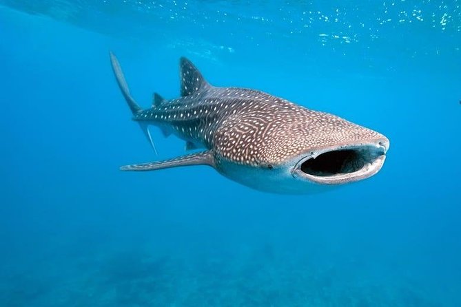 Whale Shark Watching with Sumilon Sandbar and Kawasan Falls Tour - Oslob whale sharks: close-up nature with the fees handled