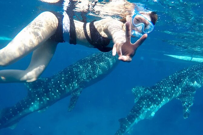 Whale Watching in Sumilon Island with Ocean View Resort and Lunch - Whale Shark Snorkeling in Oslob: Gear, Safety, and Photo Support