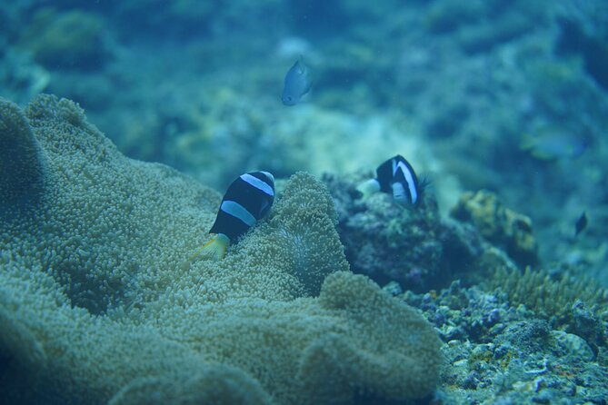 Wonderful Snorkeling Trip from Manila! updated 2023*** - The Manila Pickup: Convenience With Real Boundaries