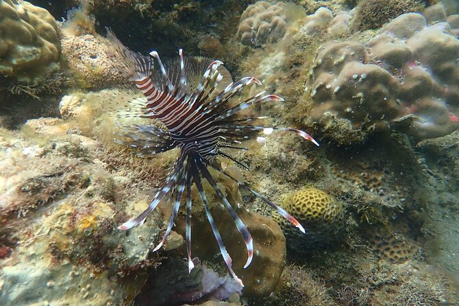Wonderful Snorkeling Trip from Manila! updated 2023*** - The 10-Minute Boat Ride: Your First Reef Preview