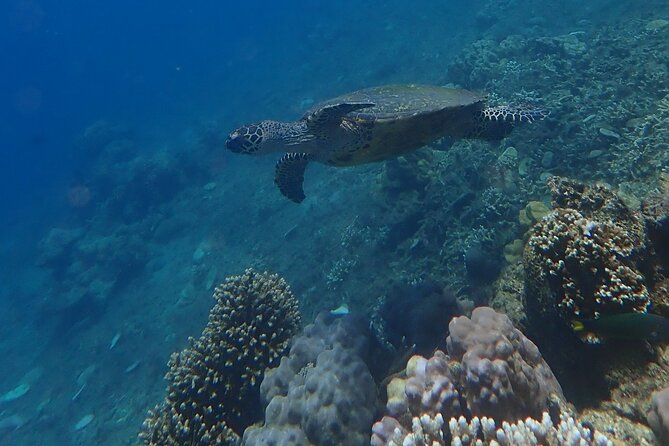 Wonderful Snorkeling Trip from Manila! updated 2023*** - Timing From 8:00 AM to a Full Day at Sea